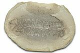 Fossil Fern (Pecopteris) Nodule Pos/Neg - Mazon Creek #325814-2